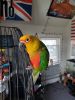 Baby Conure Mix