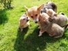 Top quality Male and Female Corgi puppies