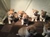 Corgi puppies seeking a good home