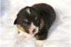 Ftgy Pembroke Welsh Corgi Puppies For Sale