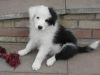 white and black color Collie puppies for sale