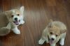 cute and adorable corgi puppies ready to go