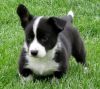 Magnificent Corgi Puppies For Re-homing
