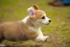 Female Corgi Puppy Looking For Great Home!!!!