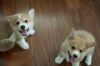 Cute Corgi puppies for sale