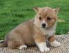 Corgi Puppies Available for New Homes