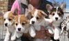 Corgi puppies looking for a great forever home