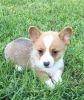 Corgi puppies looking for a great forever home.