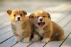 cute corgi puppies for adoption...