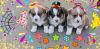 Gorgeous Pembroke Corgi Pups for sale