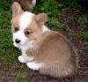 Welsh Corgi Dogs and Puppies for sale