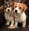 Pembroke Welsh Corgi Puppies For A pet Loving Home