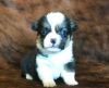 Beautiful AKC Corgi Puppies. Contact us at +1 2xx xx9-6xx1