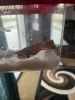 Rehoming crested gecko