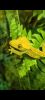 Crested Gecko - Tuscaloosa, AL