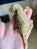chahoua gecko for sale