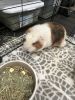 Super cute- mixed woolly and absiderian guinea pig