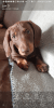 Smooth coat chocolate dachshund minature male puppy