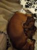 Dachshund Puppies Purebred smoothcoat with desired patterns¹ any