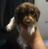 Miniature Long haired dachshund puppies