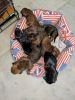 Brown and black pure bread daschund pups for dog lovers only