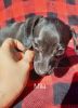 Adorable 10 week old Dachshund puppies for sale