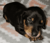 Adorable dachshund 9wks. text=xxx-xxx-xxxx