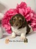 Dachshund for pet home