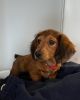 Long haired dachshund puppy