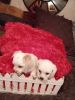 Dachshunds or Maltipoo Puppies 500-700