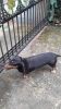 Dachshund available for sale