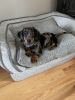 14 week old longhair silver dapple dachshund