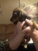 Pure breed Dachshund Puppies