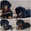 Dachshund Puppies for sale