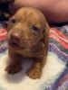 Purebred dachshund puppies for sale
