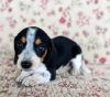 7 weeks old male piebald puppies for sale