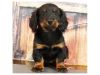 High quality KC registered male and female dachshund puppies
