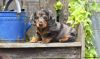 Beautiful Daschund puppies available