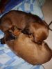 2 adorable dachshund puppies for sale
