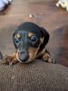 Mini dachshund female