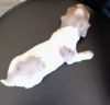 Sweet miniature long haired girl dachshund