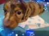 Akc registered long haired mini dachshund puppies