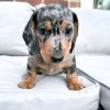 Dacshund puppies for sale