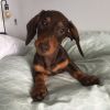 available Dachshund Puppies.