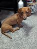 Rehoming 5 month old dachshund