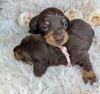 Miniature Dachshund puppies, KC Reg
