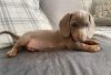 Adorable Miniature Dachshunds Puppies for Adoption