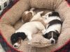 Dachshund Puppies Massachusetts