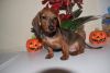 5 Months Old Male Dachshund Pup For Adoption