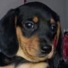 Mini dachshund female for sale